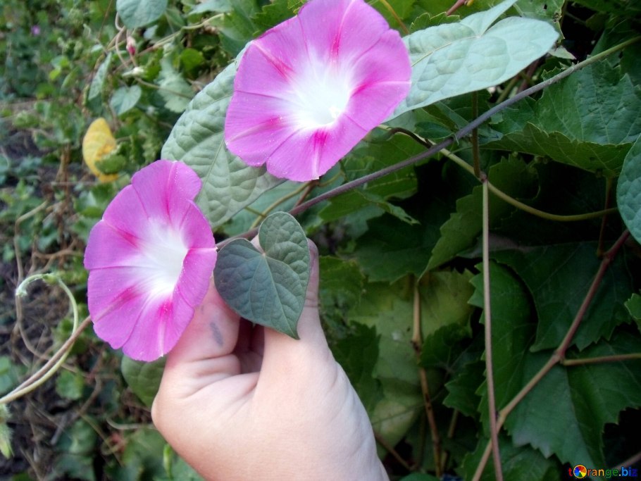 Ипомея водяная