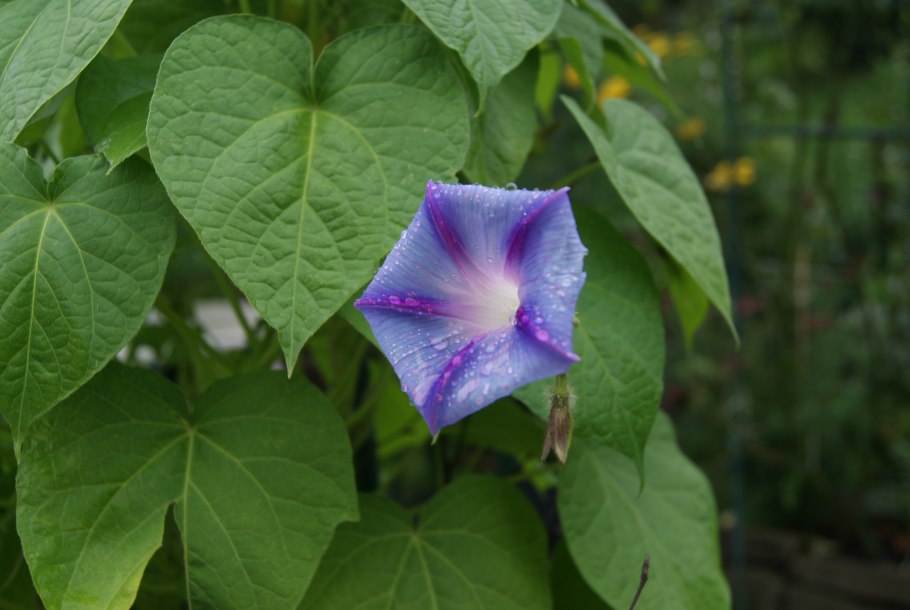 Ипомея Кикио Заки