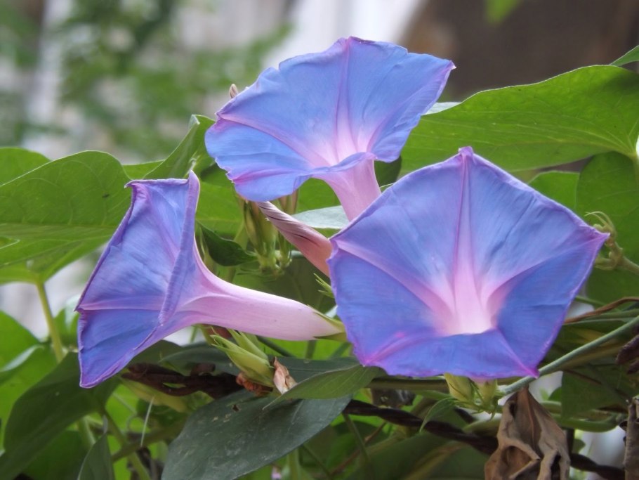 Ипомея плющевидная
