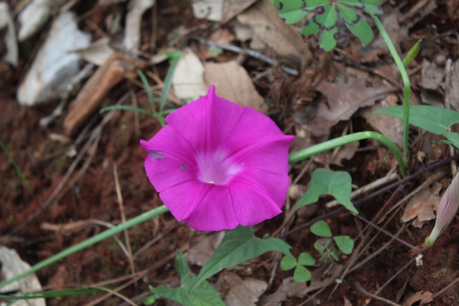 Ипомея махровая гигантская алая