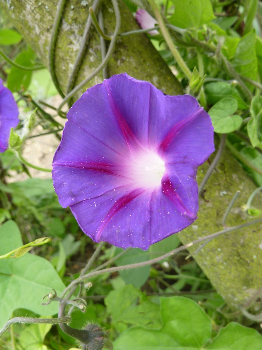 Ipomoea purpurea ”Kniola’s Black”