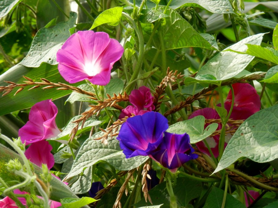 Ипомея красивая прядь