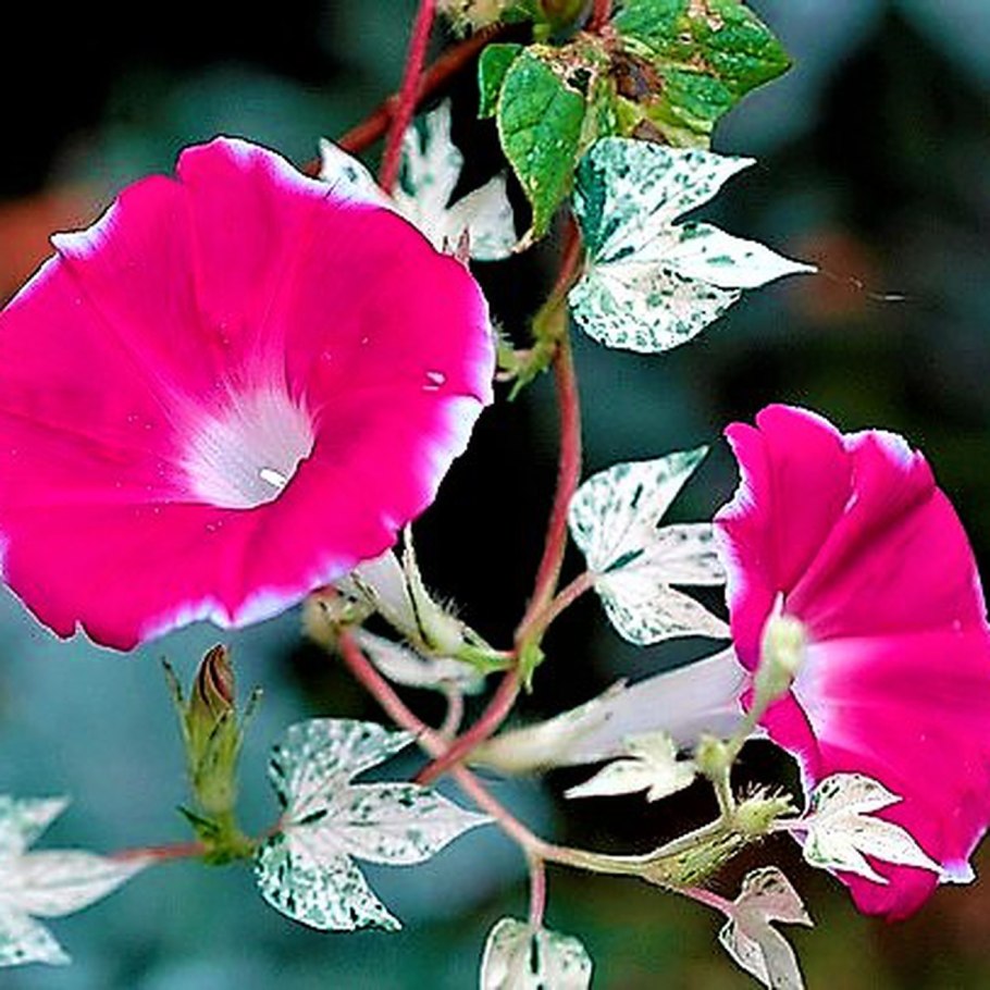 Ипомея пионовидная презентация для детей