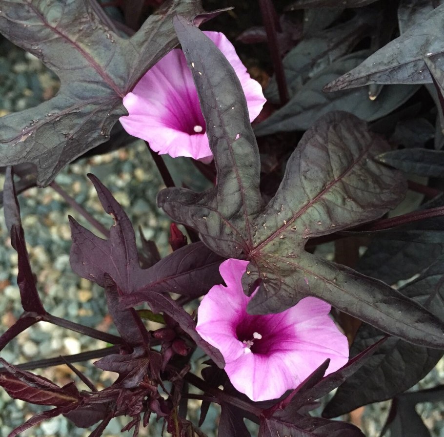 Батат ипомея