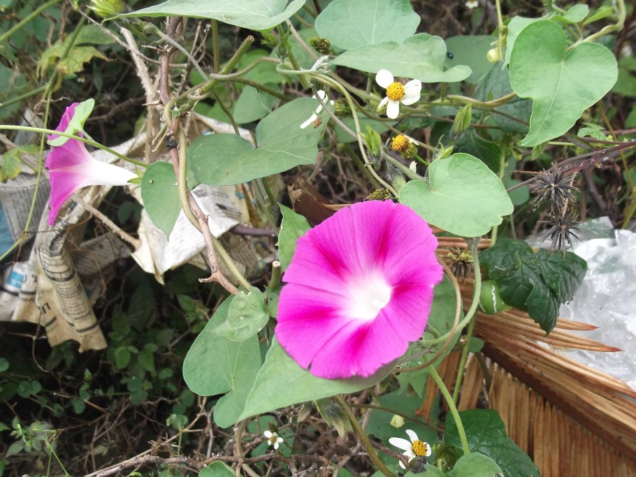 Ипомея Розита 0,3 г