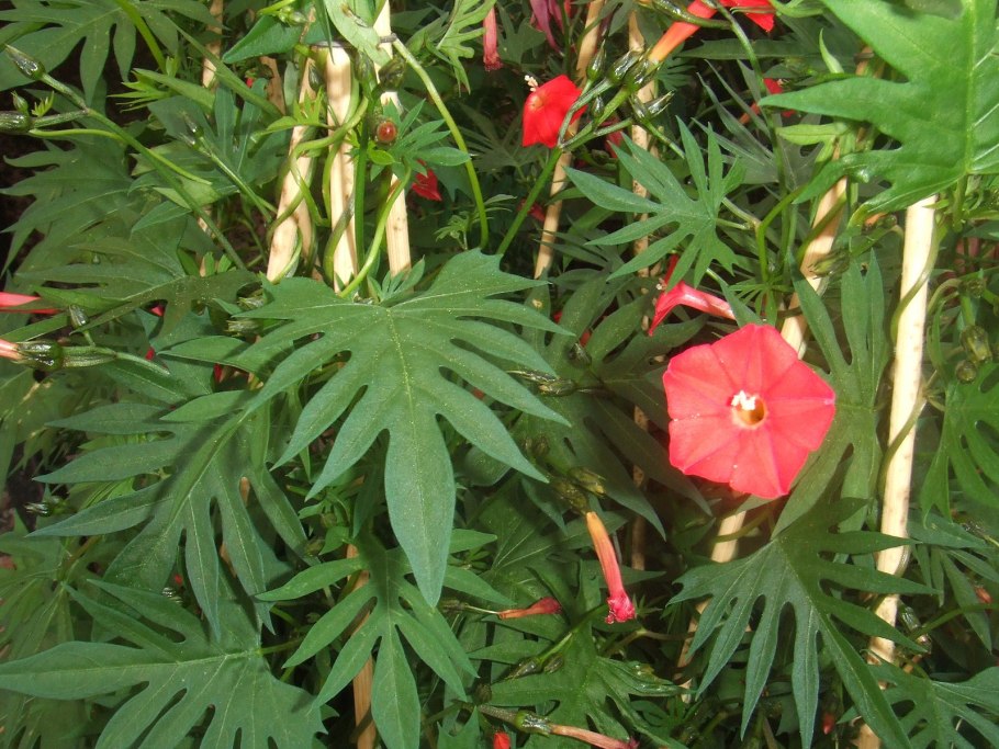 Ипомеи квамоклит