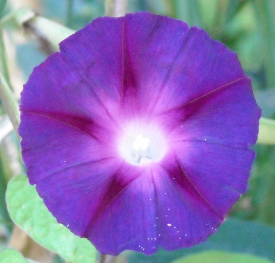 Ипомея слабительная