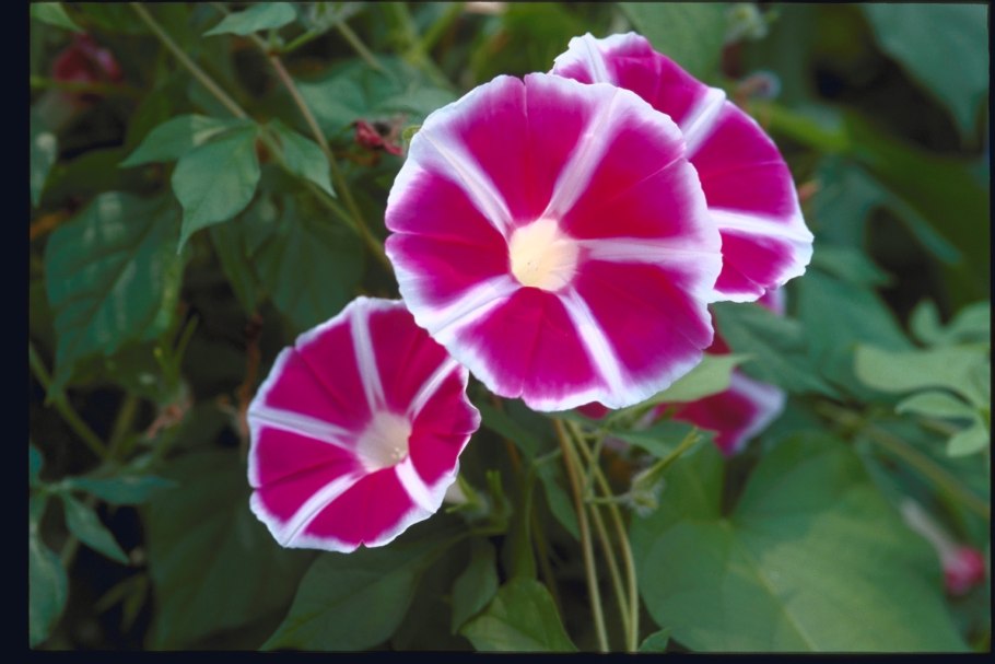 Ипомея нил розита