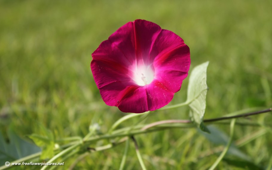 Морнинг глори