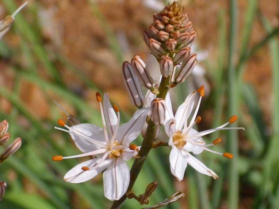Phormium Tenax variegata