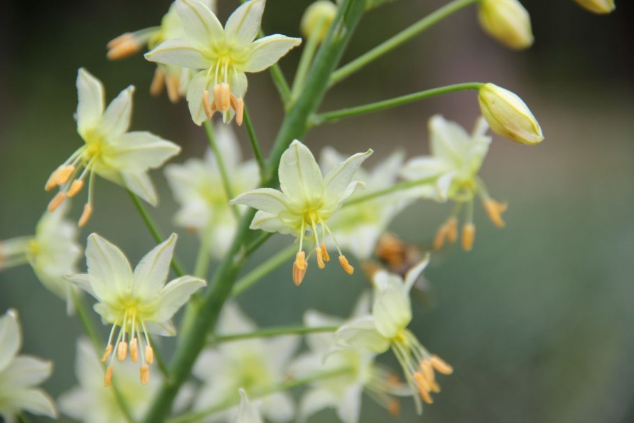 Asphodelus Albus Mill.