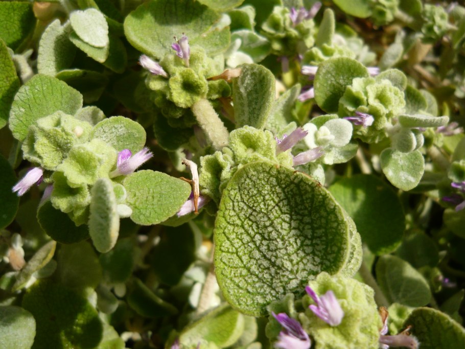 Конская мята Шандра