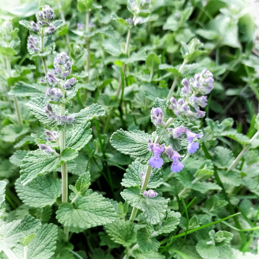 Белокудренник ложноясенцовый