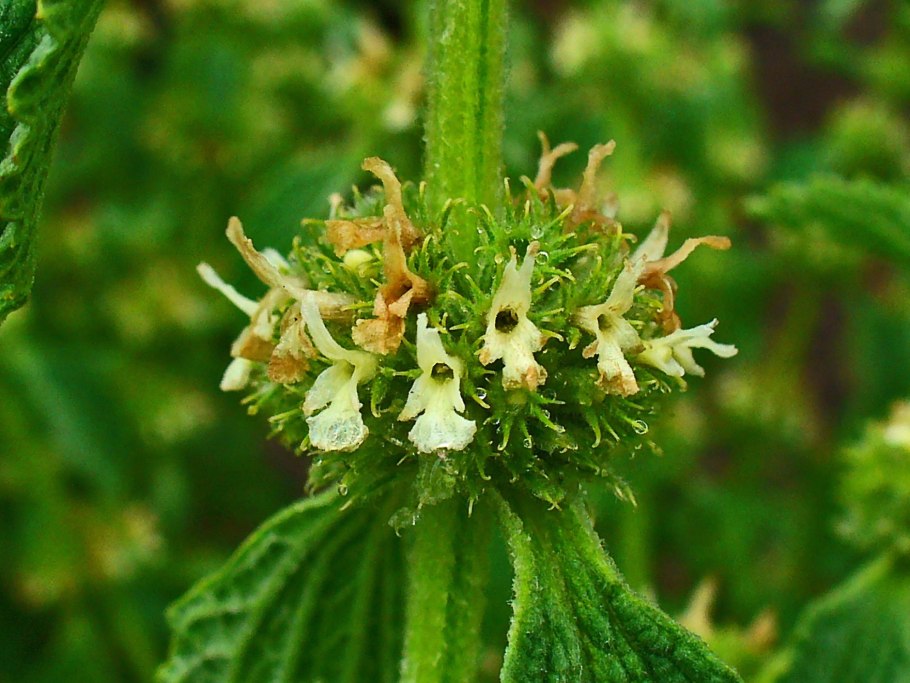 Horehound Herb