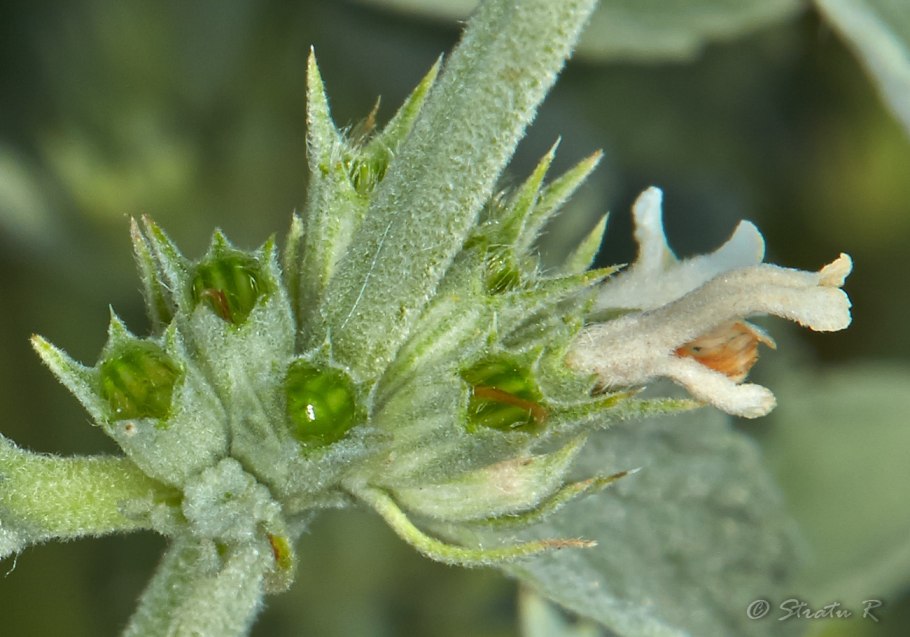 Шандра обыкновенная