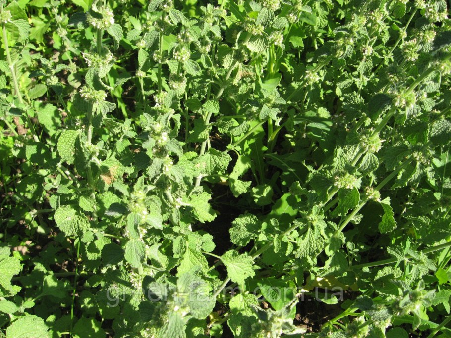 Шандра обыкновенная (marrubium vulgare)