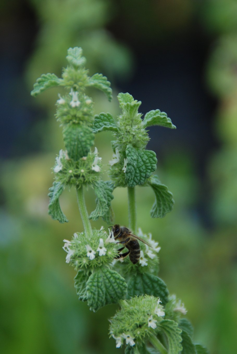 Мята котовник