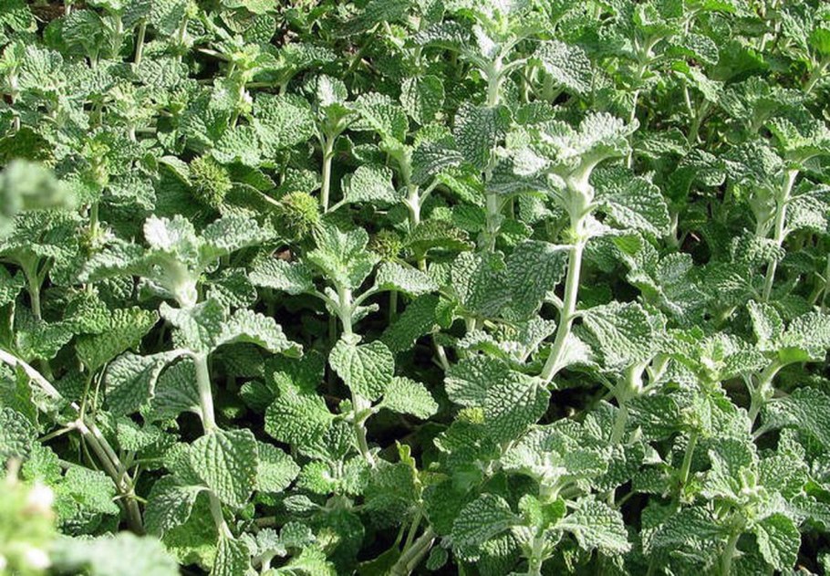 Шандра душистая