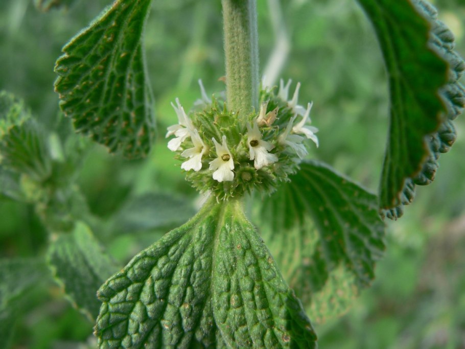 Шандра обыкновенная (marrubium vulgare)