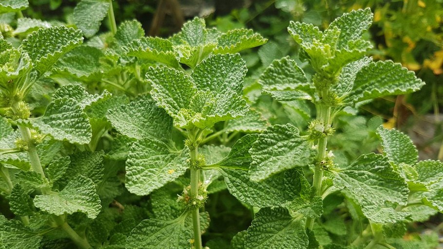 Конская мята Шандра