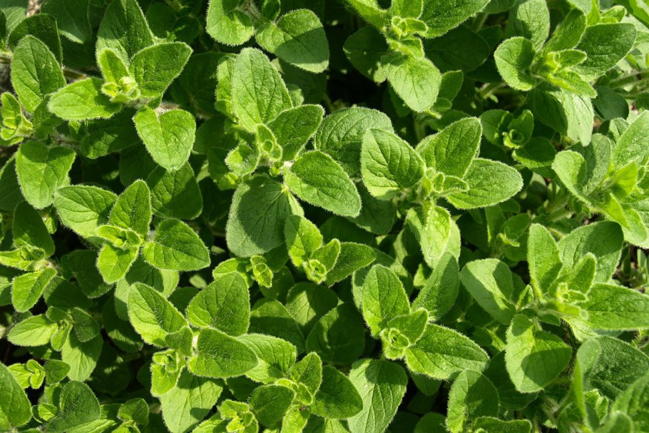 Шандра обыкновенная