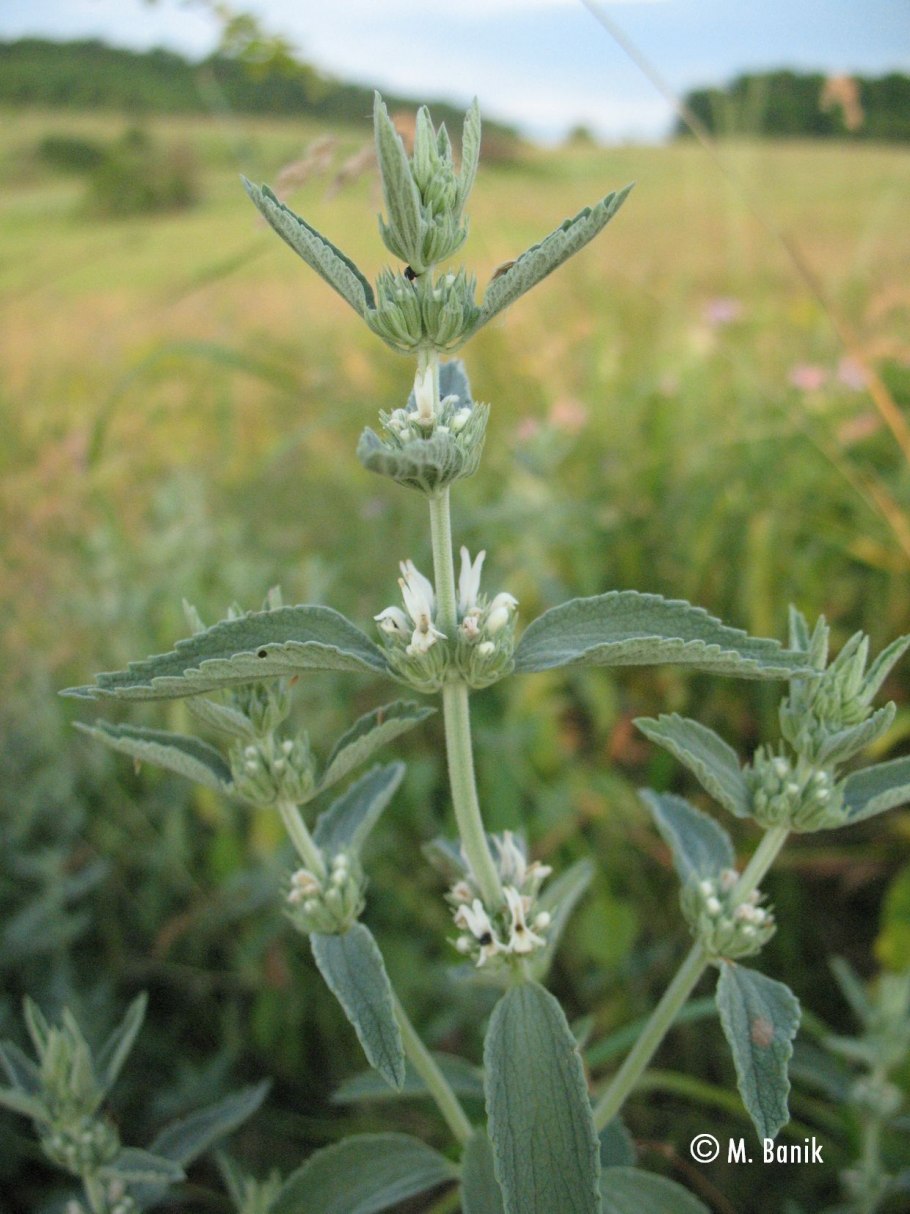 Chaiturus marrubiastrum