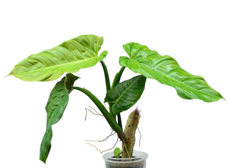 Филодендрон Philodendron esmeraldense.