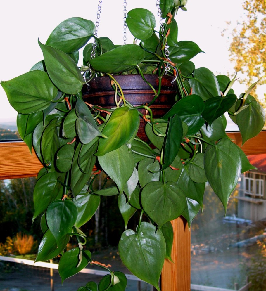 Philodendron Scandens