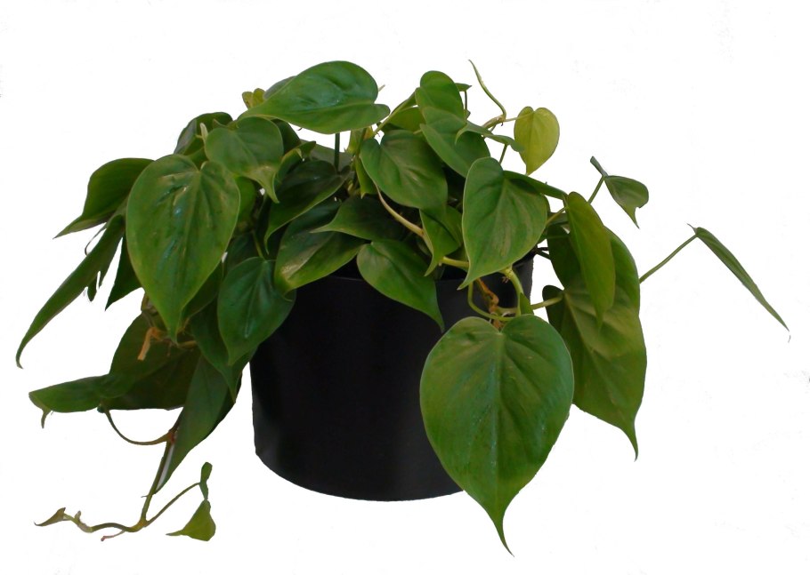 Филодендрон Scandens Aureum