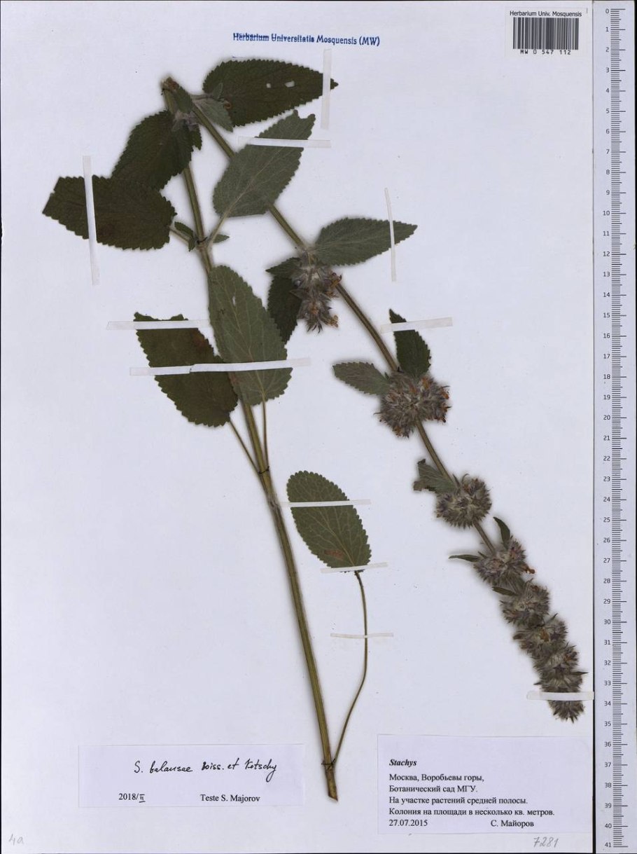 Чистец родственный