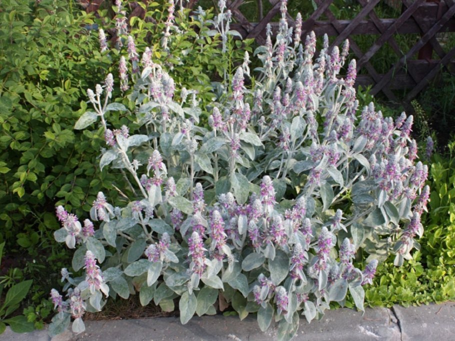 Stachys balansae