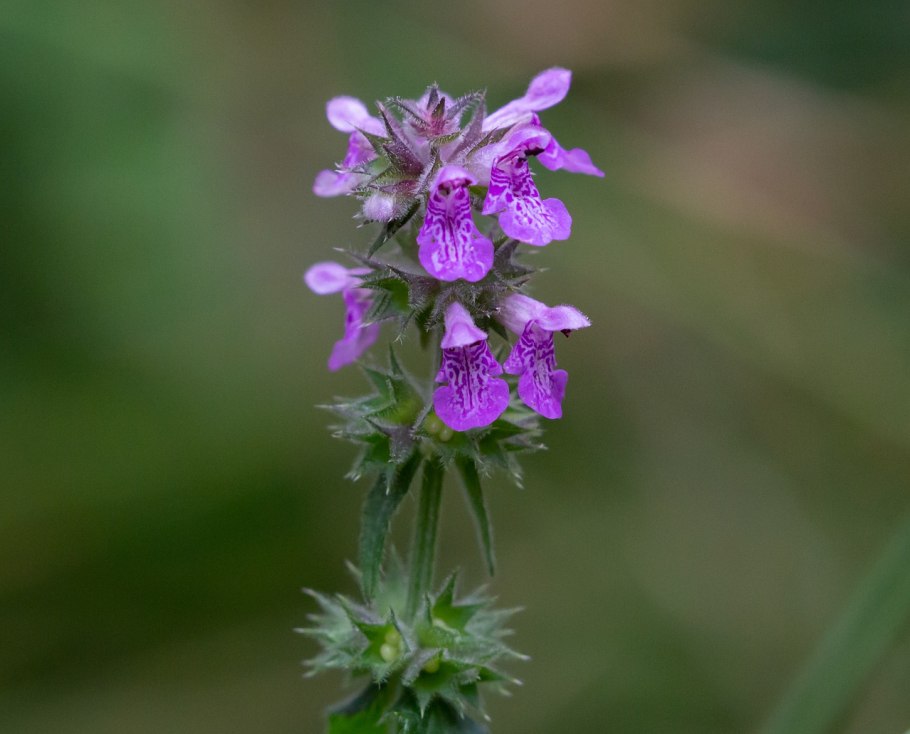 Чистец болотный