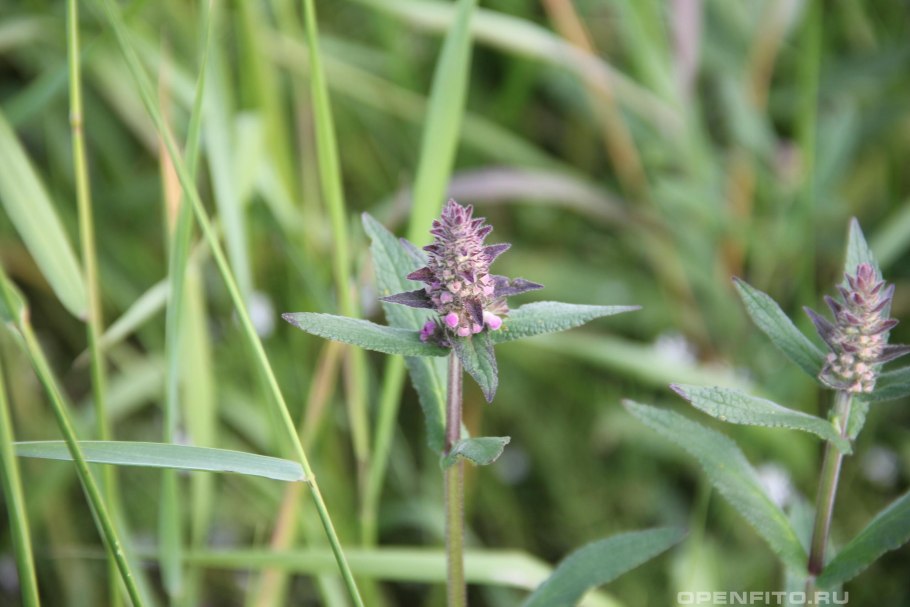 Чистец болотный