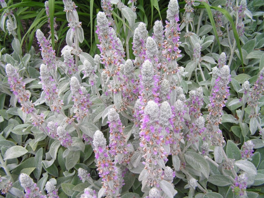 Стахис шерстистый (чистец) silver carpet