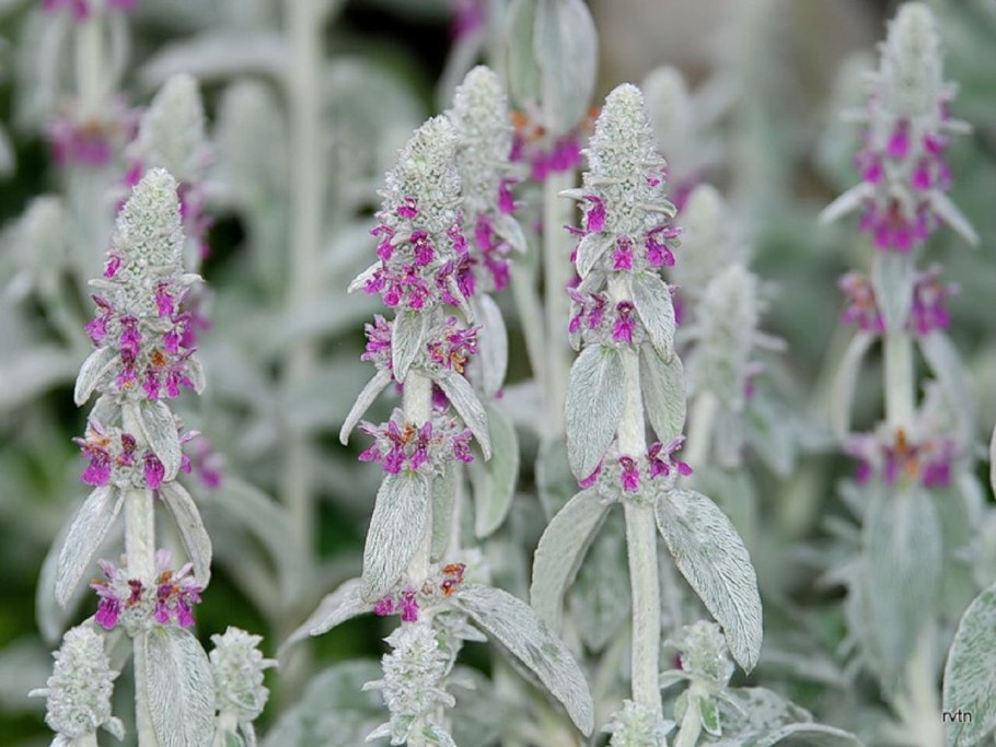 Чистец византийский стахис