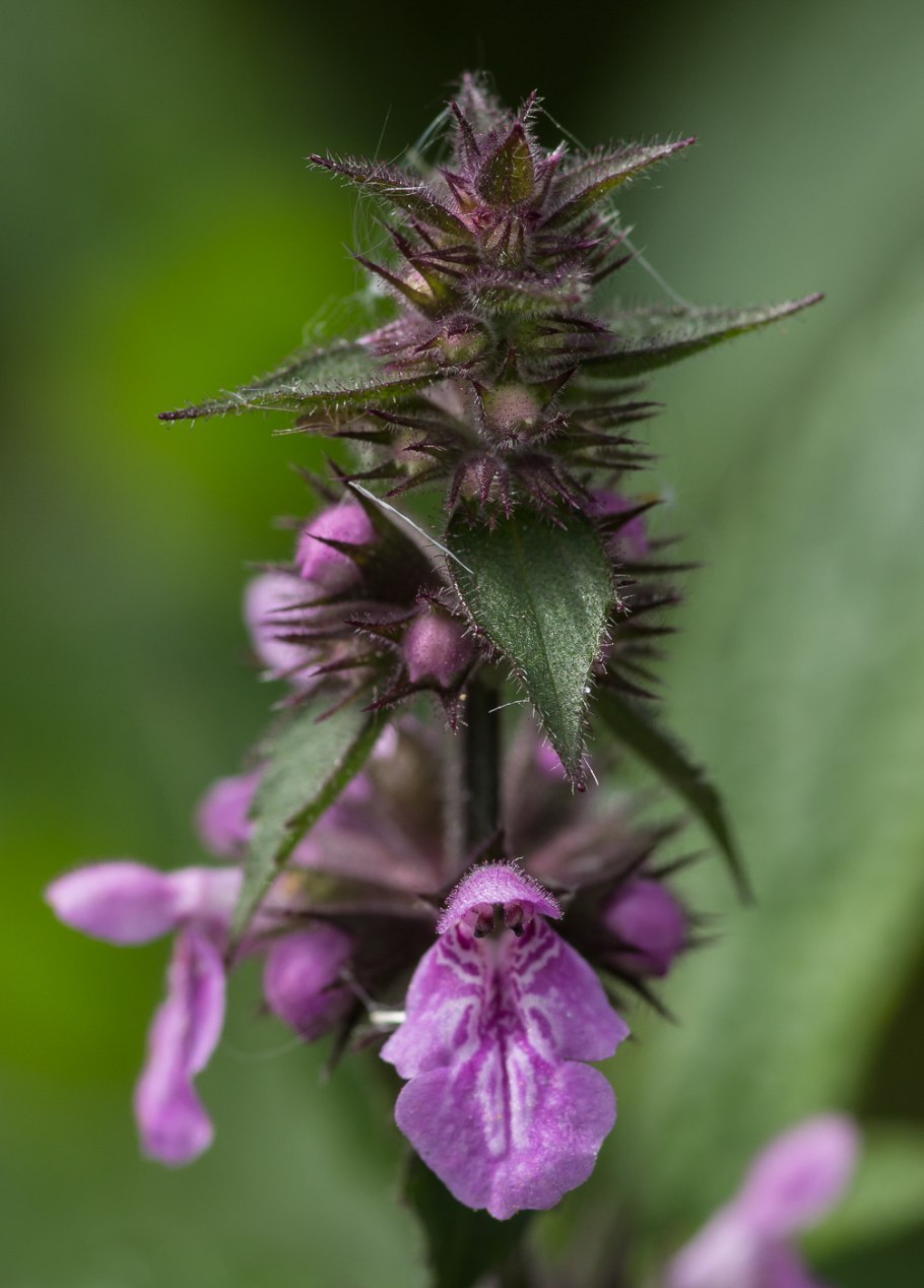 Губоцветные чистец