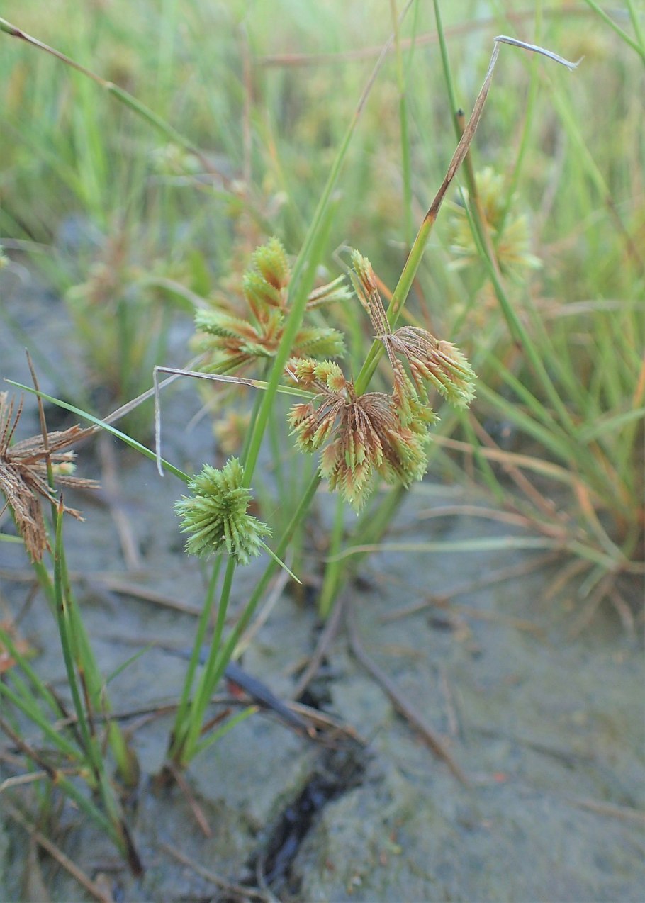Cyperus brevifolius
