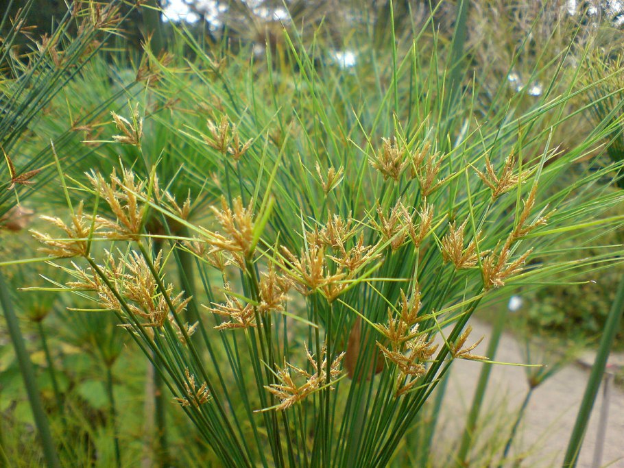 Cyperus difformis