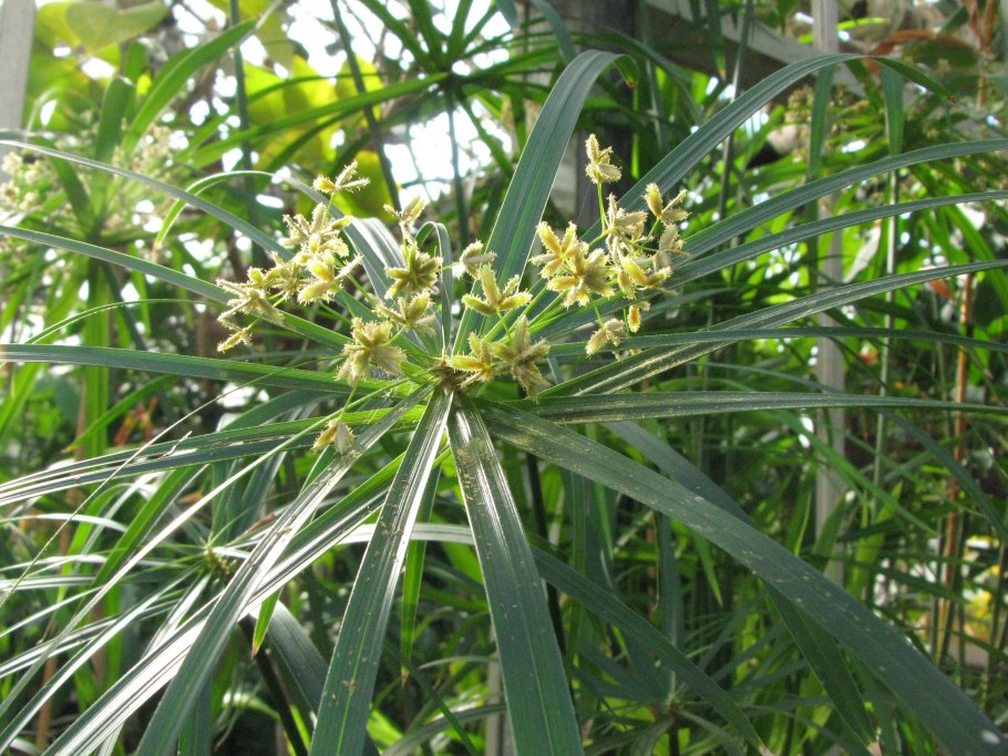 Циперус болотная пальма