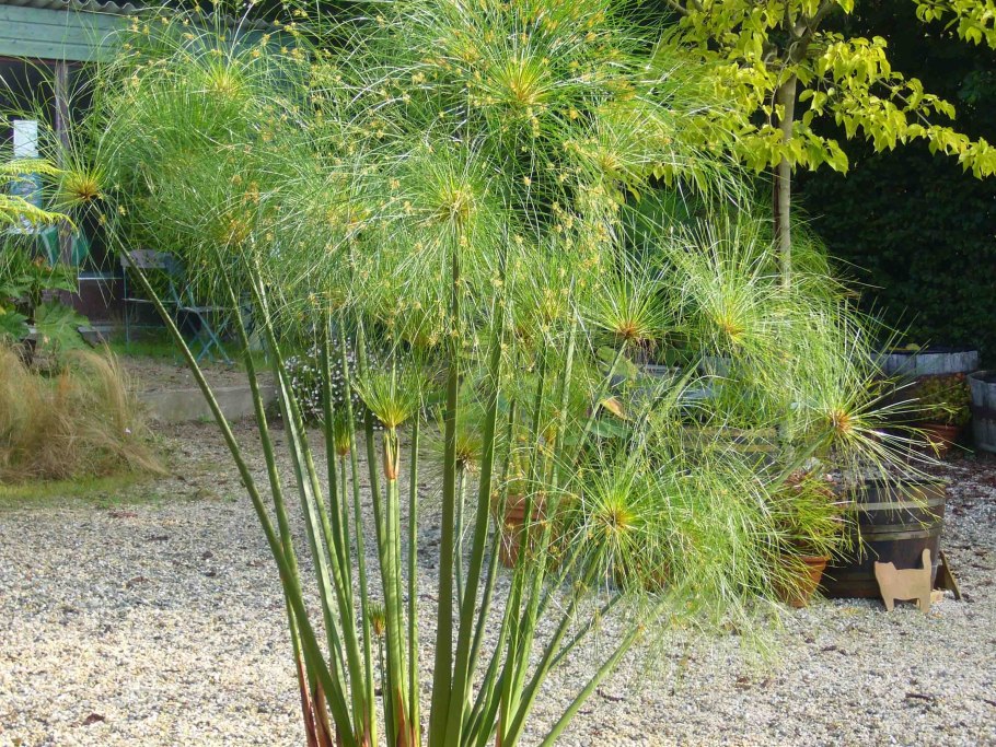 Циперус папирус