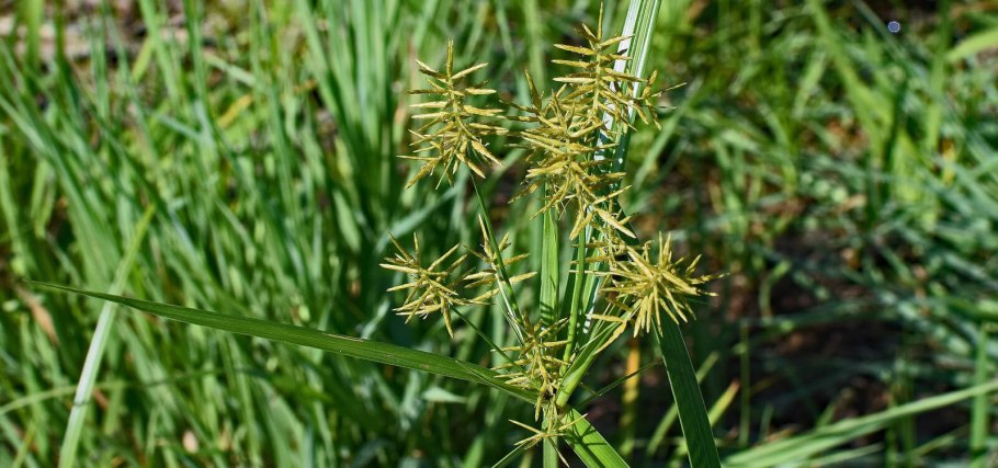 Cyperus esculentus l