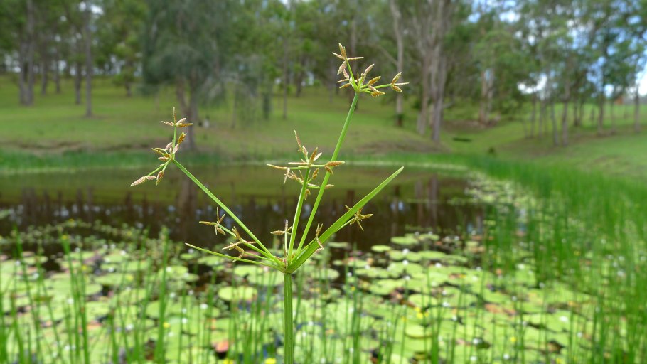 Cyperus michelianus (l.) delile.