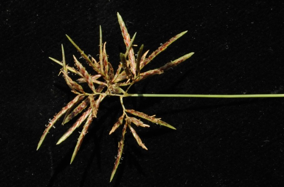 Cyperus rotundus l.