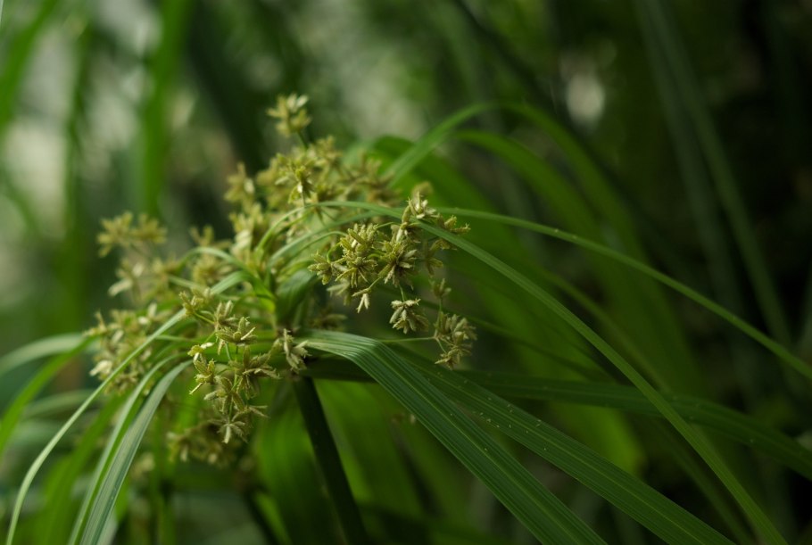 Cyperus alternifolius