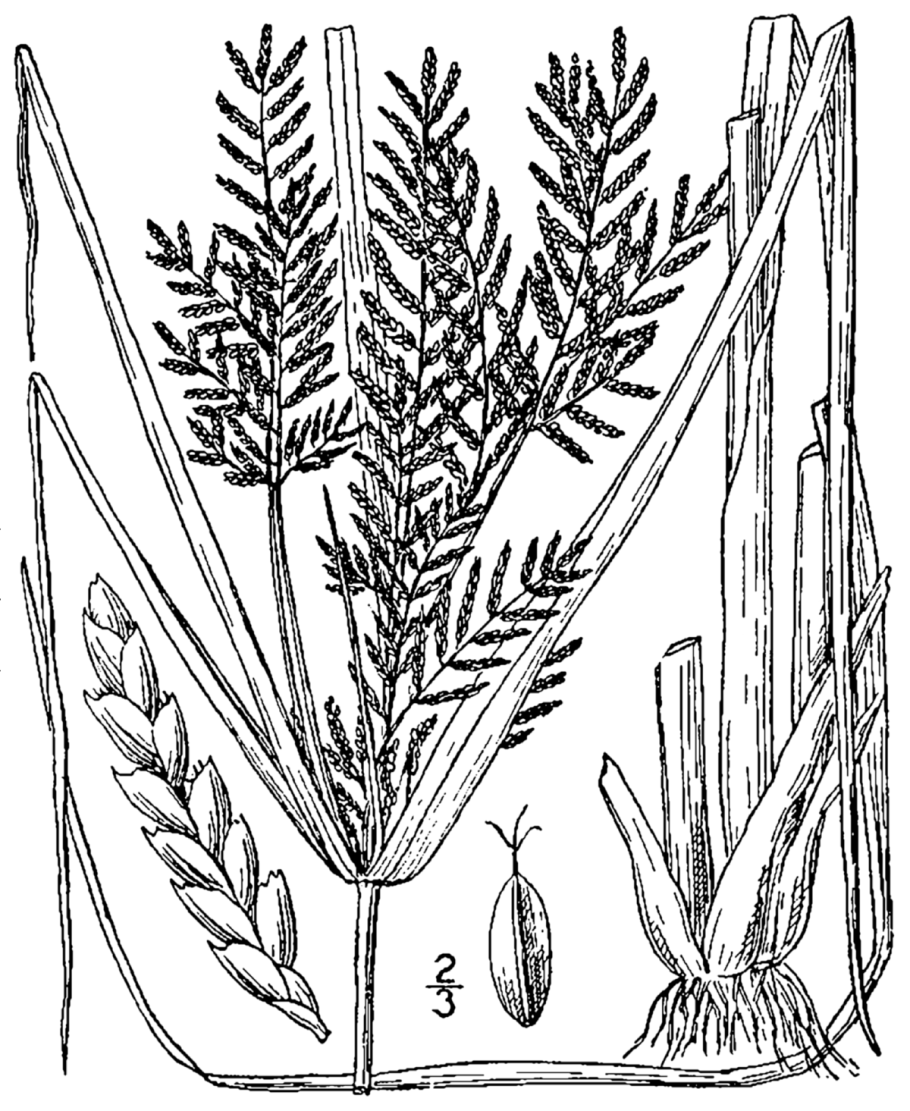 Сыть гаспан