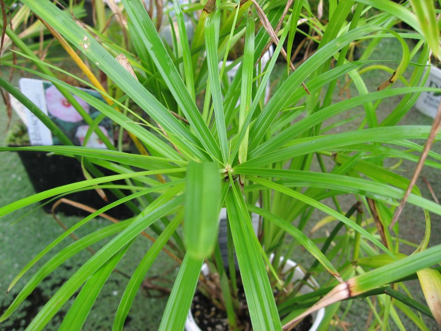 Сыть Cyperus Longus