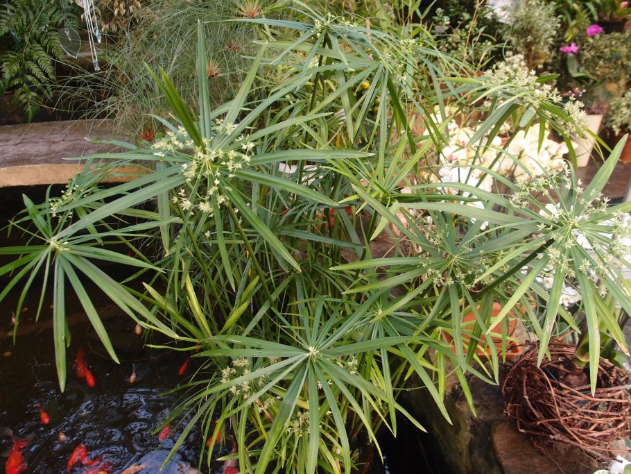 Циперус альтернифолиус