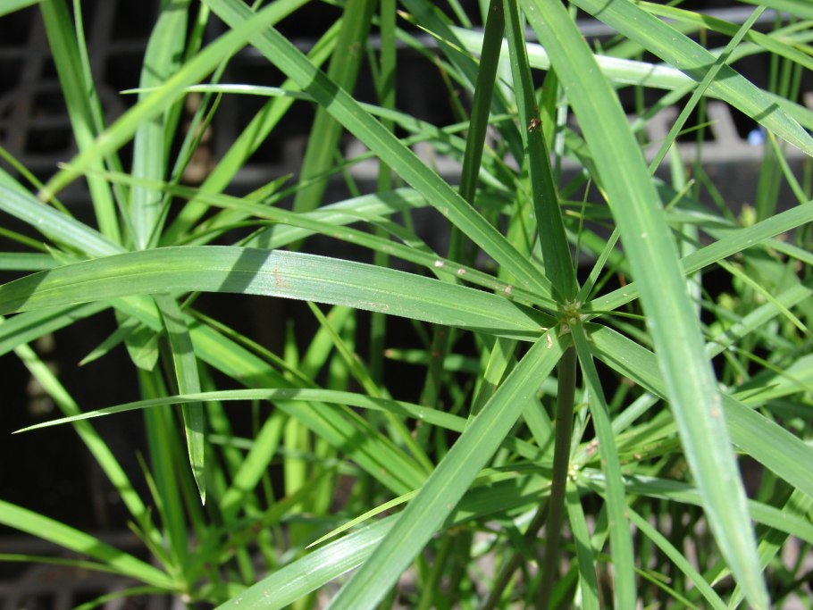 Cyperus alternifolius