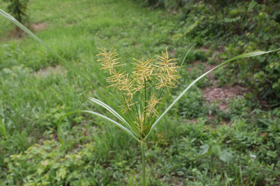 Cyperus esculentus