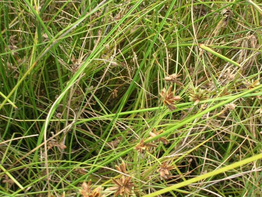 Циперус в пруду на даче